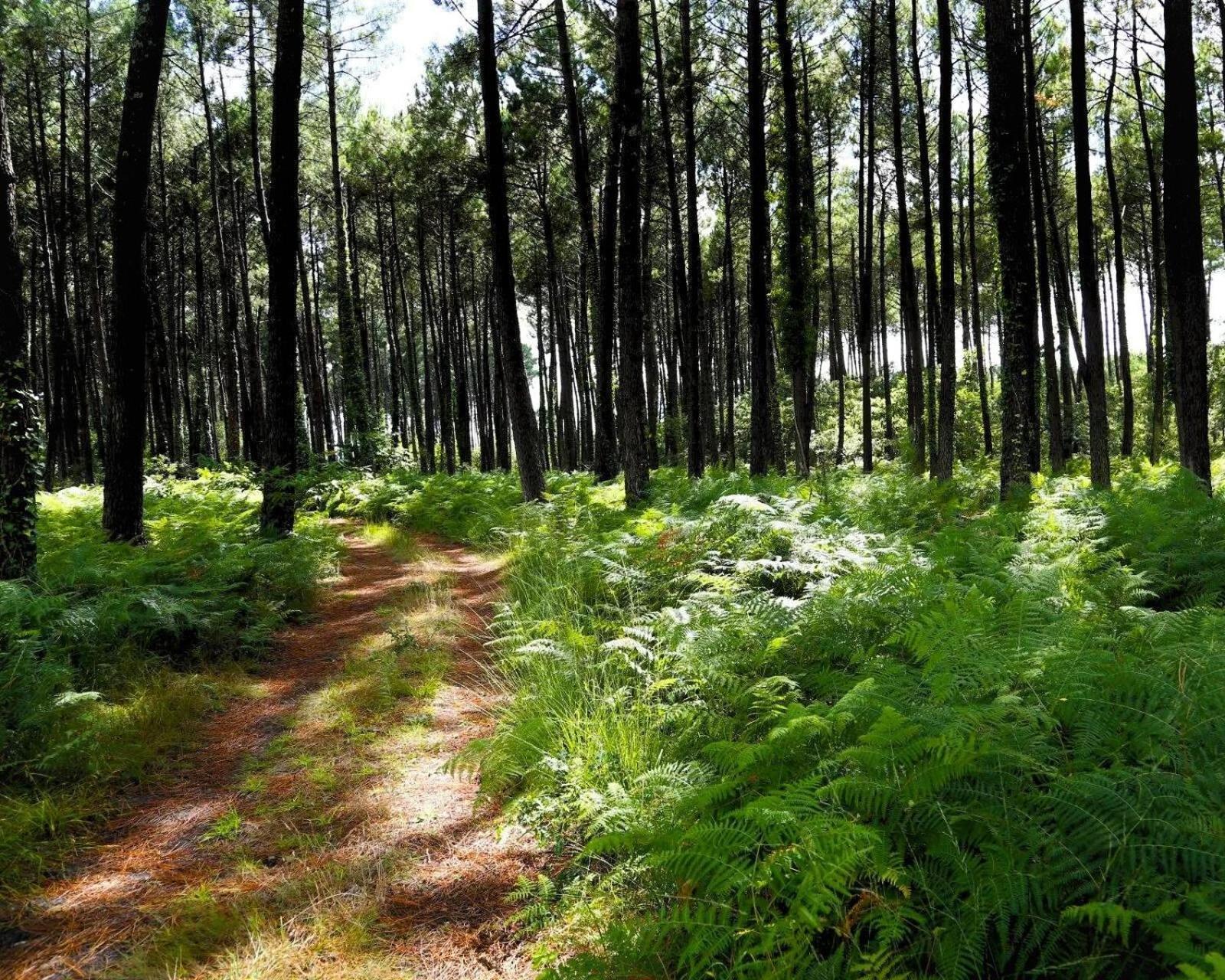 Au P'Tit Creux Des Landes Ξενοδοχείο Ychoux Εξωτερικό φωτογραφία